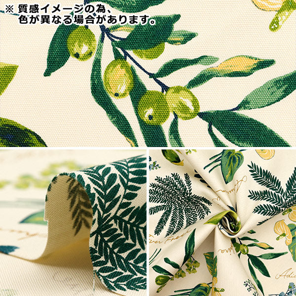 【数量5から】 生地 『オックス ハウスプランツ オリーブ SC10672S-D』