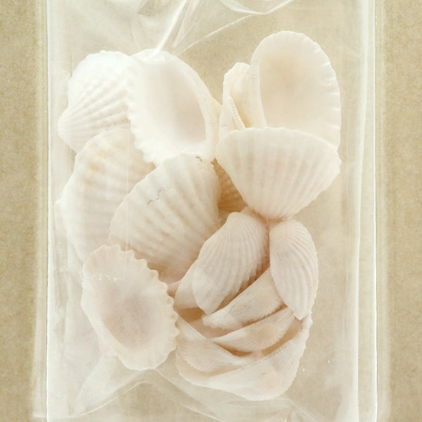 Artesanía en miniatura "Piezas en miniatura Piezas de concha B NR-165" Eruberu Elbert