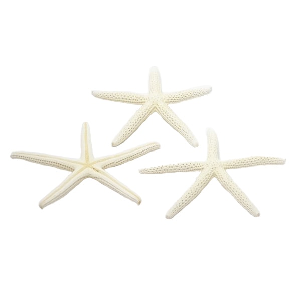 Material de accesorios "Piezas de concha de concha Pesca de estrella blanca pequeña 066"
