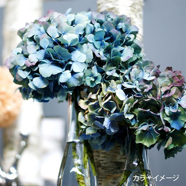 Broderiefil "Broderie de jardinfilDéfinir la disposition de l'hortensia en spoule GP-25E" Olympus