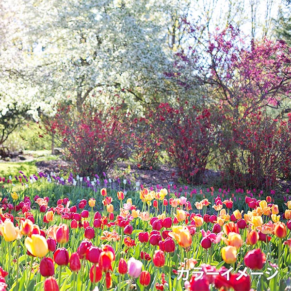 Broderiefil "Broderie de jardinfilDéfinir la bobine avec un jardin romantique GP-100D" Olympus