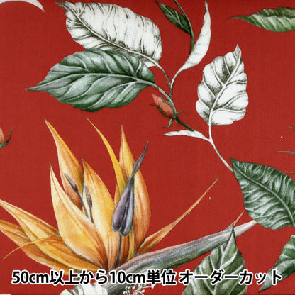 [De la cantidad 5] Tela "Liberty Liberty Print Césped Tana Paradise Bay 3631137-A" Liberty Japan