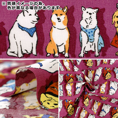 [Quantité à partir de 5] Tissu "tissu à armure toile Intéressant festival de chiens moderne Sakura B850637Z-1-3"