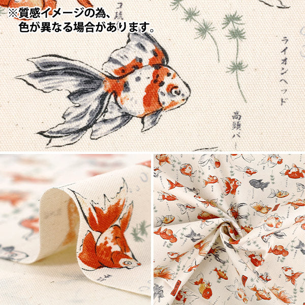 【数量5から】 生地 『オックス 図鑑シリーズ 金魚図鑑 YPA-76050-1E』 KOKKA コッカ