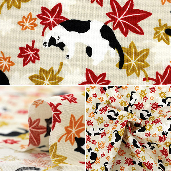 [Quantità a partire da 5] Tessuto 『fogli Hachifure Cat Autunno Foglie avorio YZ55902-1A"
