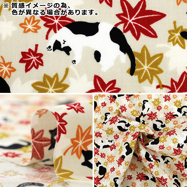 [Quantità a partire da 5] Tessuto 『fogli Hachifure Cat Autunno foglie rosso YZ55902-1D"