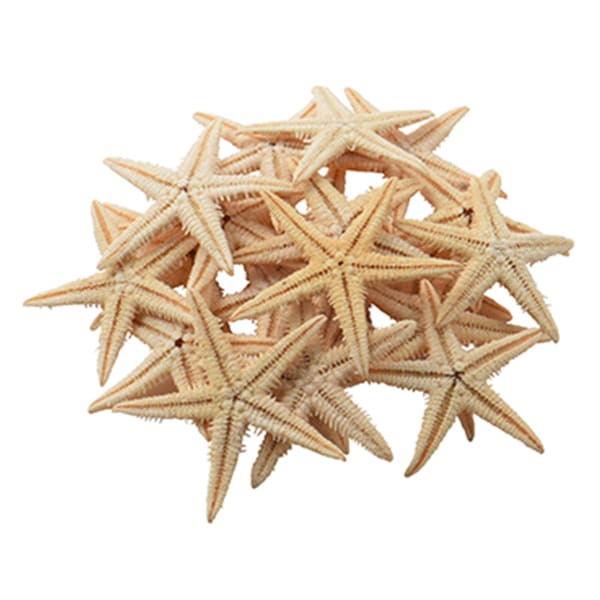 Accessory material "Shell parts Star Fish 018"