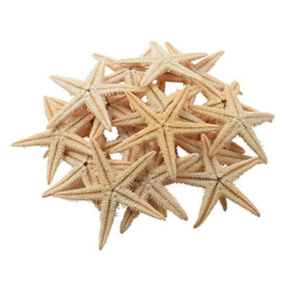 Zubehörmaterial "Shell Parts Star Fish 018"