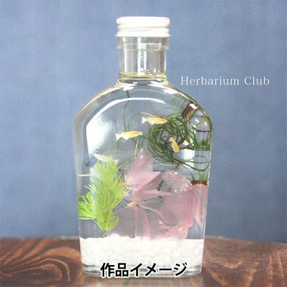 植物標本室補給品 ””植物標本室俱樂部Medaka HR-MDK-101]