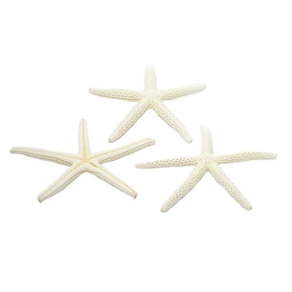 Materiale accessorio "Parti di guscio di guscio Pesce stella bianca Small 066"