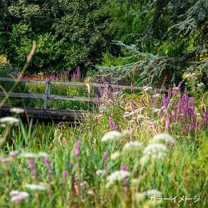 StickereiGarn "Gartenparty -StickereiGarnSet Spool Wild Garden GP-100A " Olympus