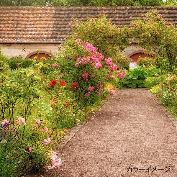 StickereiGarn "Gartenparty -StickereiGarnSet Spool mit englischer Garten GP-50A] Olympus