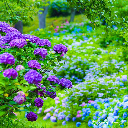 Hilo de bordado "Party de hilo de bordado de jardín con carrete japonés jardín GP-50B" Olympus Olim Pass