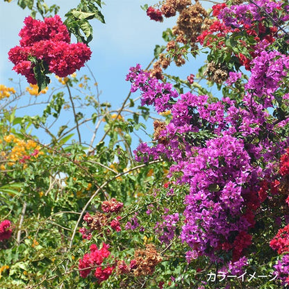 Fil de broderie "Ensemble de fils de broderie de jardin avec bobine Tropical Garden GP-50C" Olympus Olim Pass