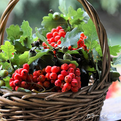 Fil de broderie "Ensemble de fils de broderie de jardin avec panier baies gp-25b" Olympus olim Pass