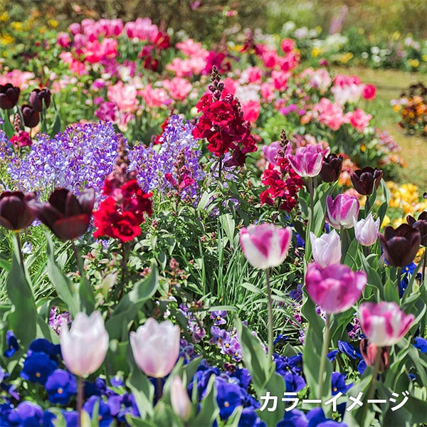 Fil de broderie "Ensemble de fils de broderie Garden Party avec bobine Classic Garden GP-100C" Olympus Olim Pass