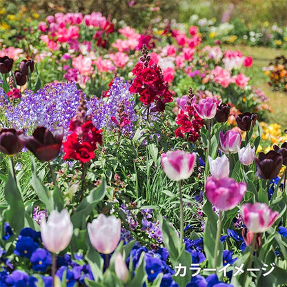 StickereiGarn "Gartenparty -StickereiGarnSet Spool mit klassischem Garten GP-100C] Olympus